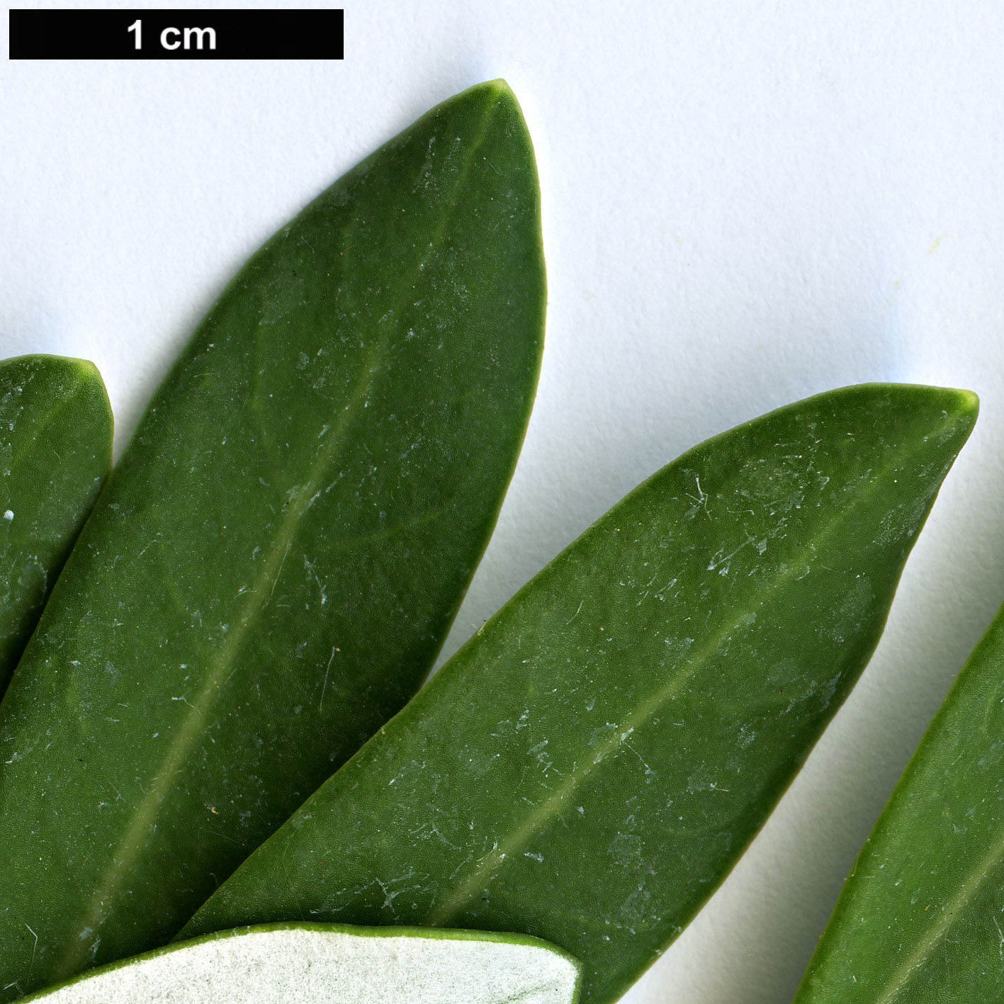 High resolution image: Family: Proteaceae - Genus: Banksia - Taxon: verticillata